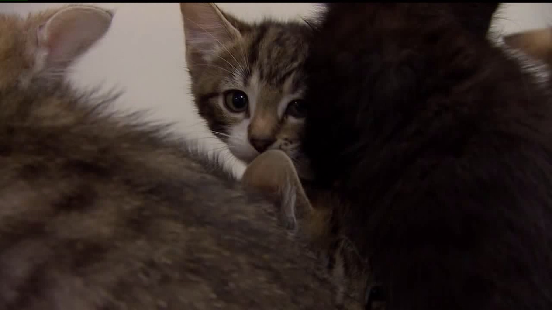 St. Louis board votes to ban cat declawing