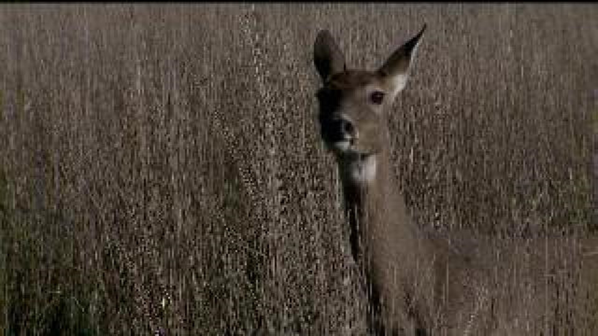 Illinois Senator wants to move shotgun deer season