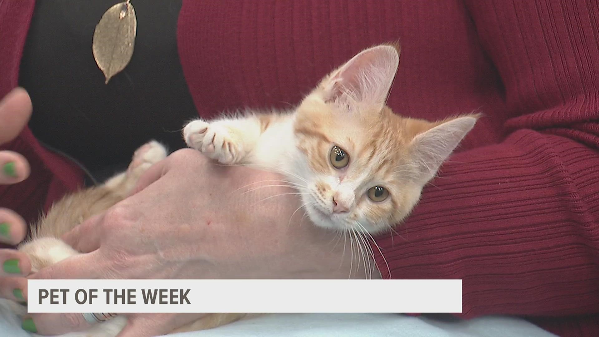 Diana the kitten is just 3 months old and is probably the cutest thing you'll see all week! All of her siblings have been adopted, so she's ready for a family.