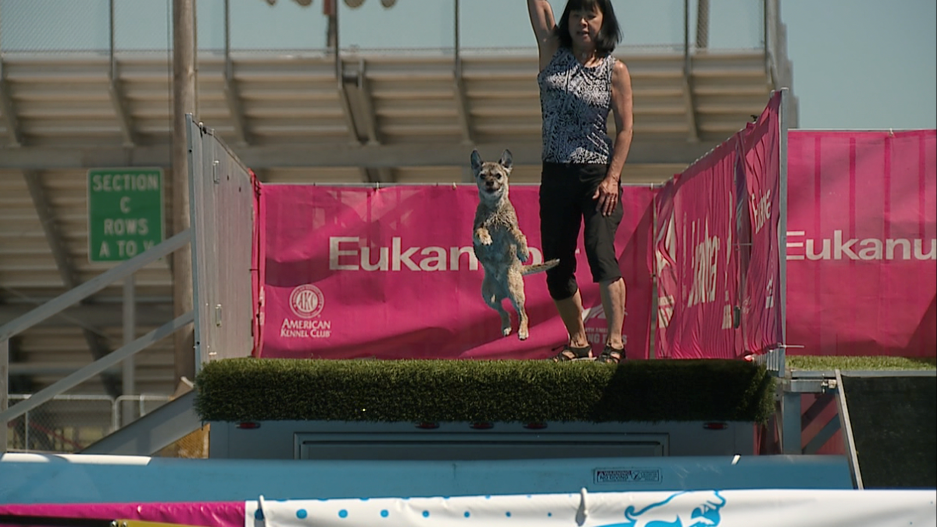 Dogs of all breeds will be at the KLIMB Classic dock diving competition.