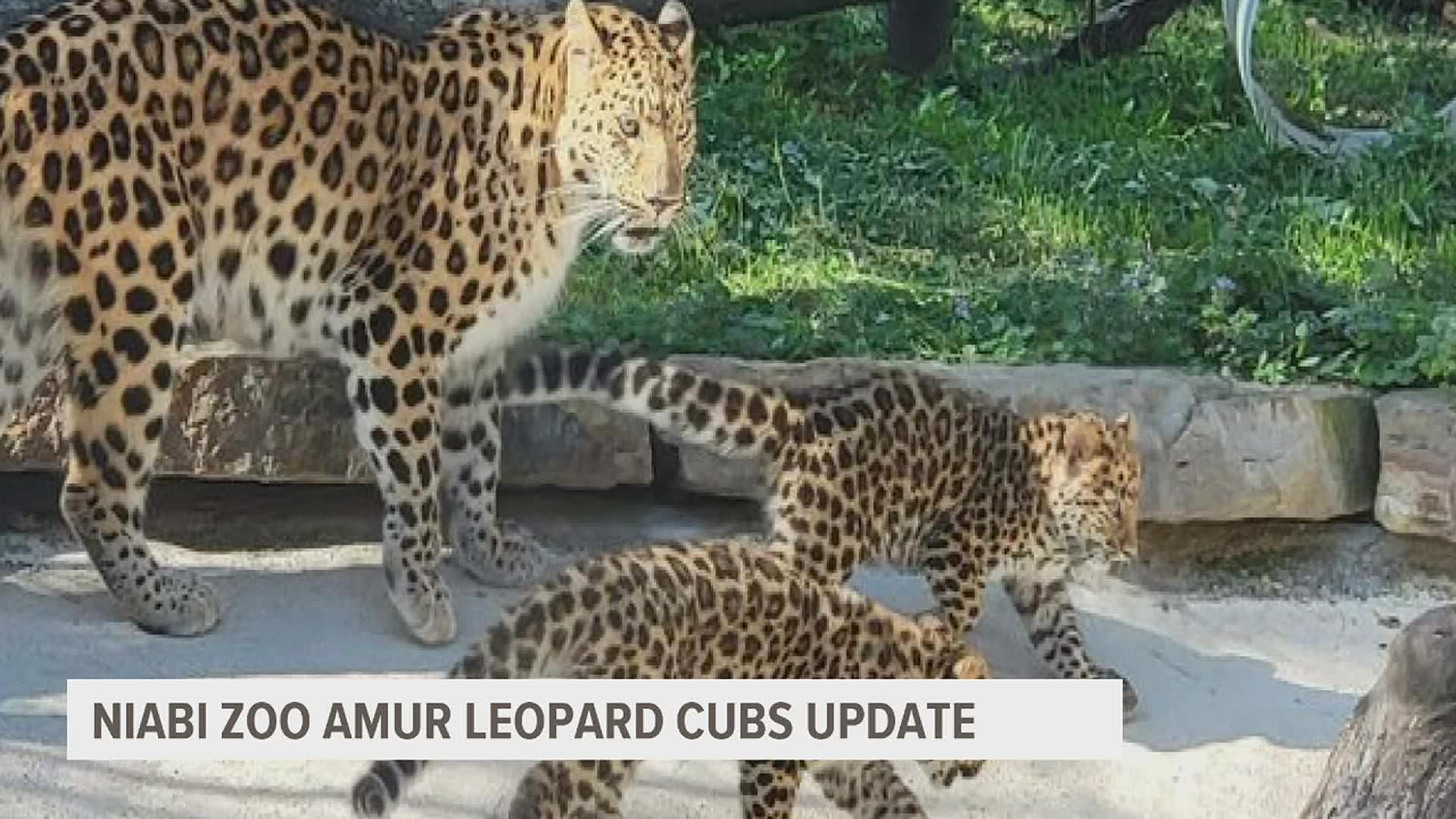 The Niabi Zoo says Iona and her cubs are fast becoming a favorite stop when guests visit.