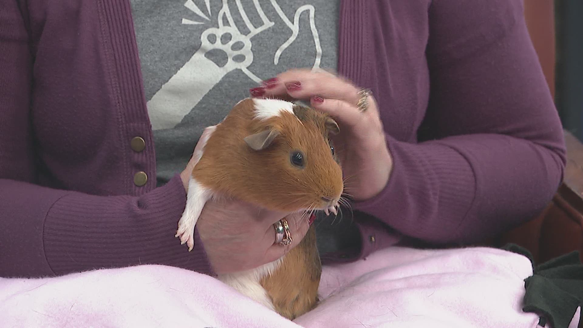 Pet of the Week: Elijah the Guinea Pig from the Quad City Animal Welfare Center