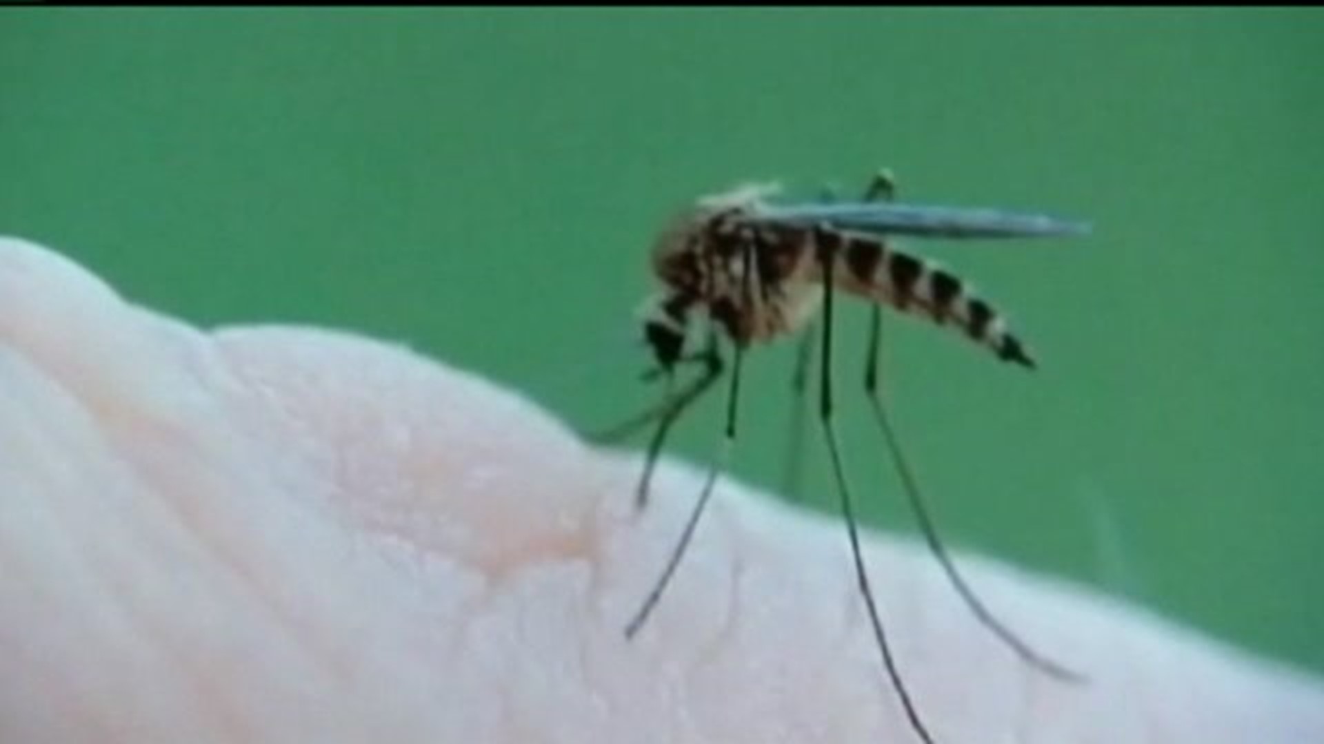 Mosquito-borne virus worries CDC