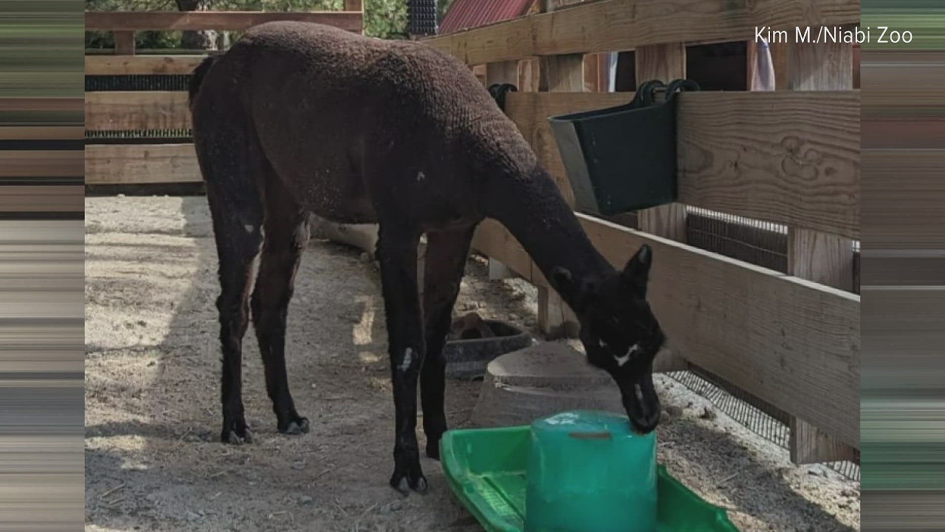 Niabi Zoo animals keeping cool in hot weather