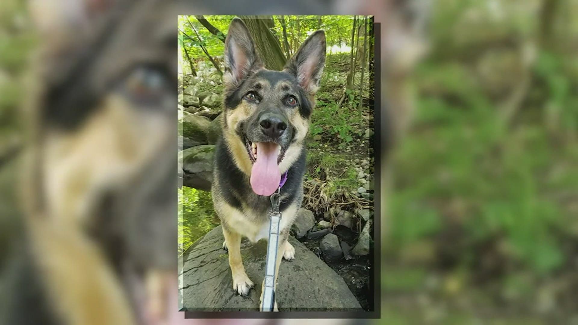 A New Jersey man rescued a German Shepard from a shelter and she saved his life in return.