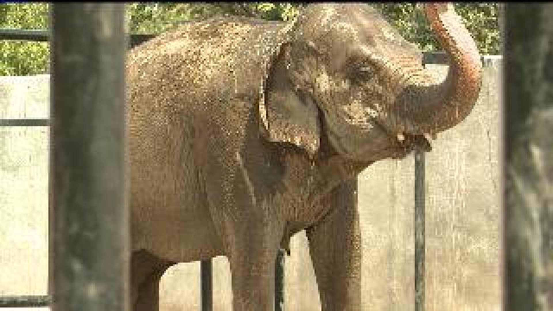 Niabi Zoo elephants celebrate birthdays
