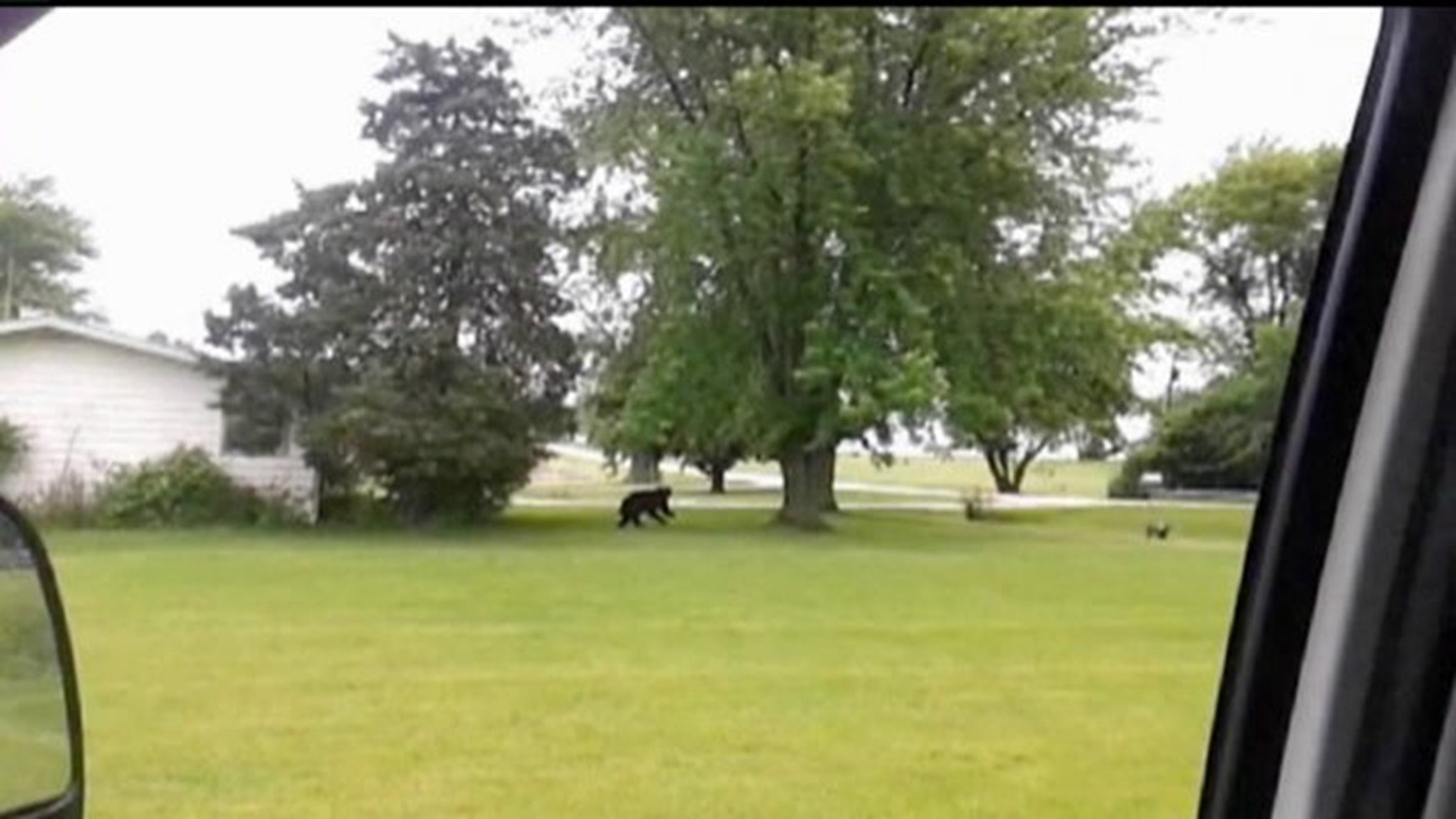 Black bear spotted east of QC