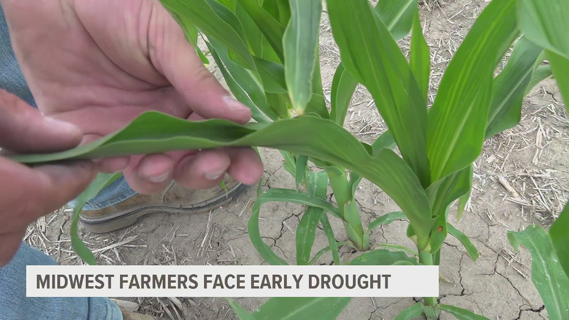 Farmers said at least one inch of rain each week is ideal, but rain amounts in the past month have been far below that amount.