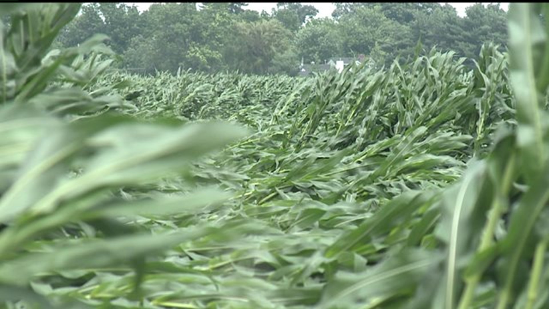 Crops flattened by storm