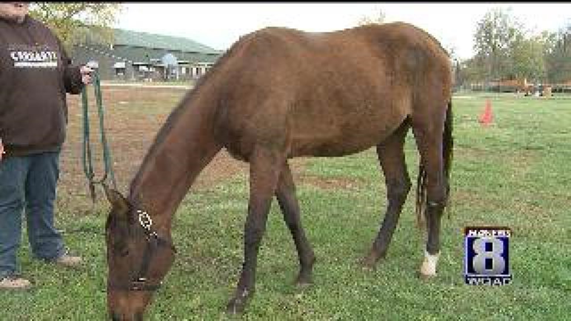 Starving horses on road to recovery