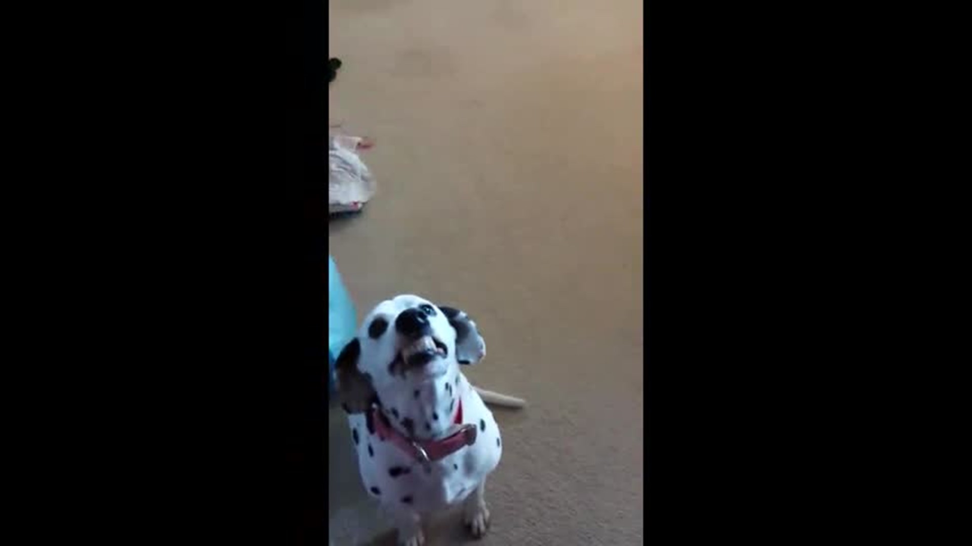 Video shows dog doing hilarious 'scary smile'