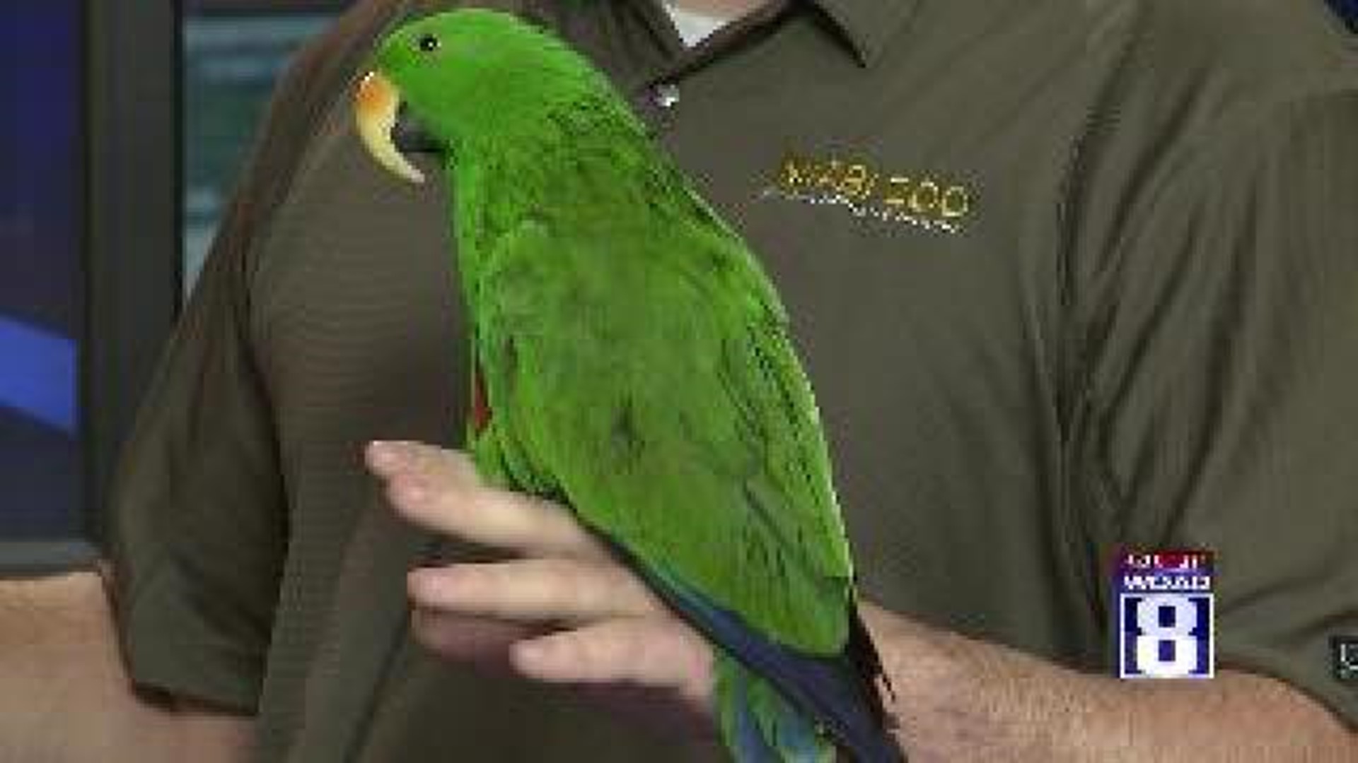 Niabi Zoo parrots visit GMQC