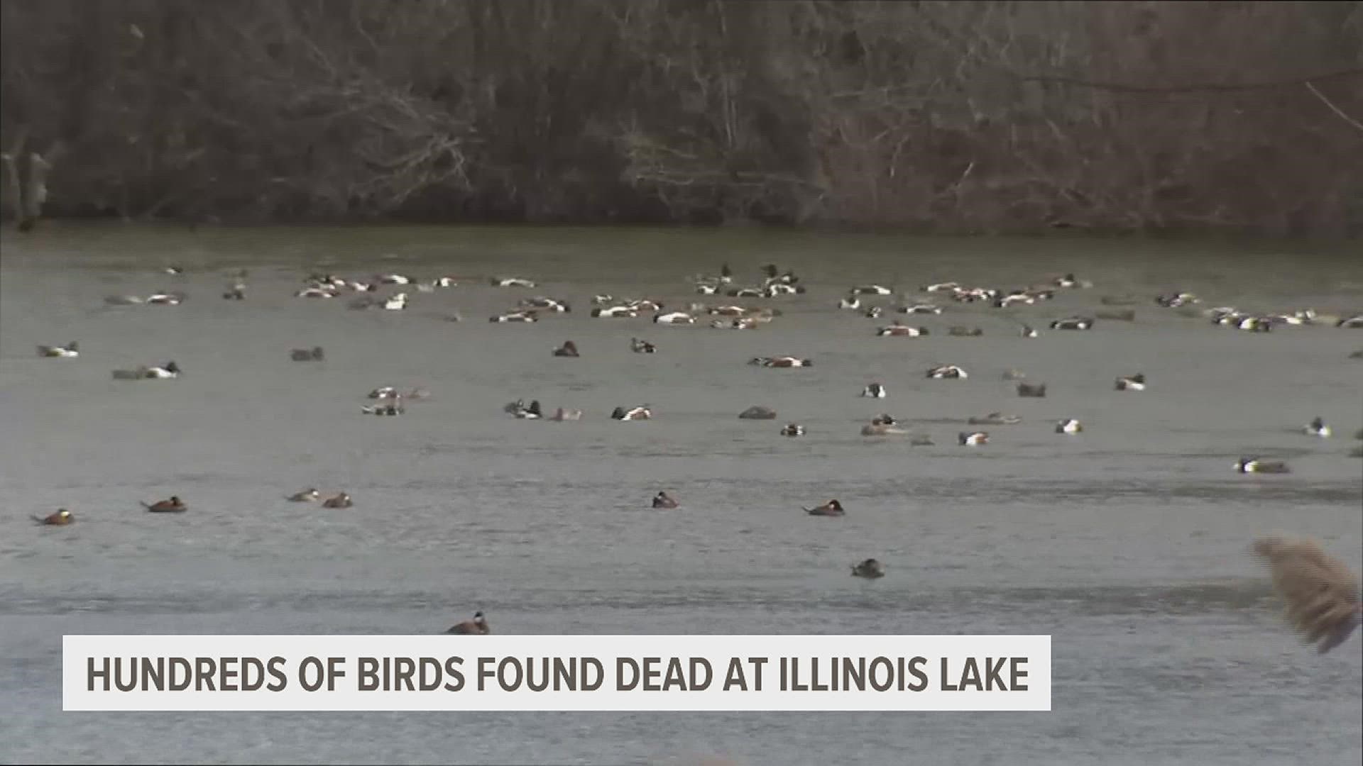 More than 200 birds have died in the past week at Baker Lake in Barrington likely from the Avian Flu, according to the Forest Preserves of Cook County.