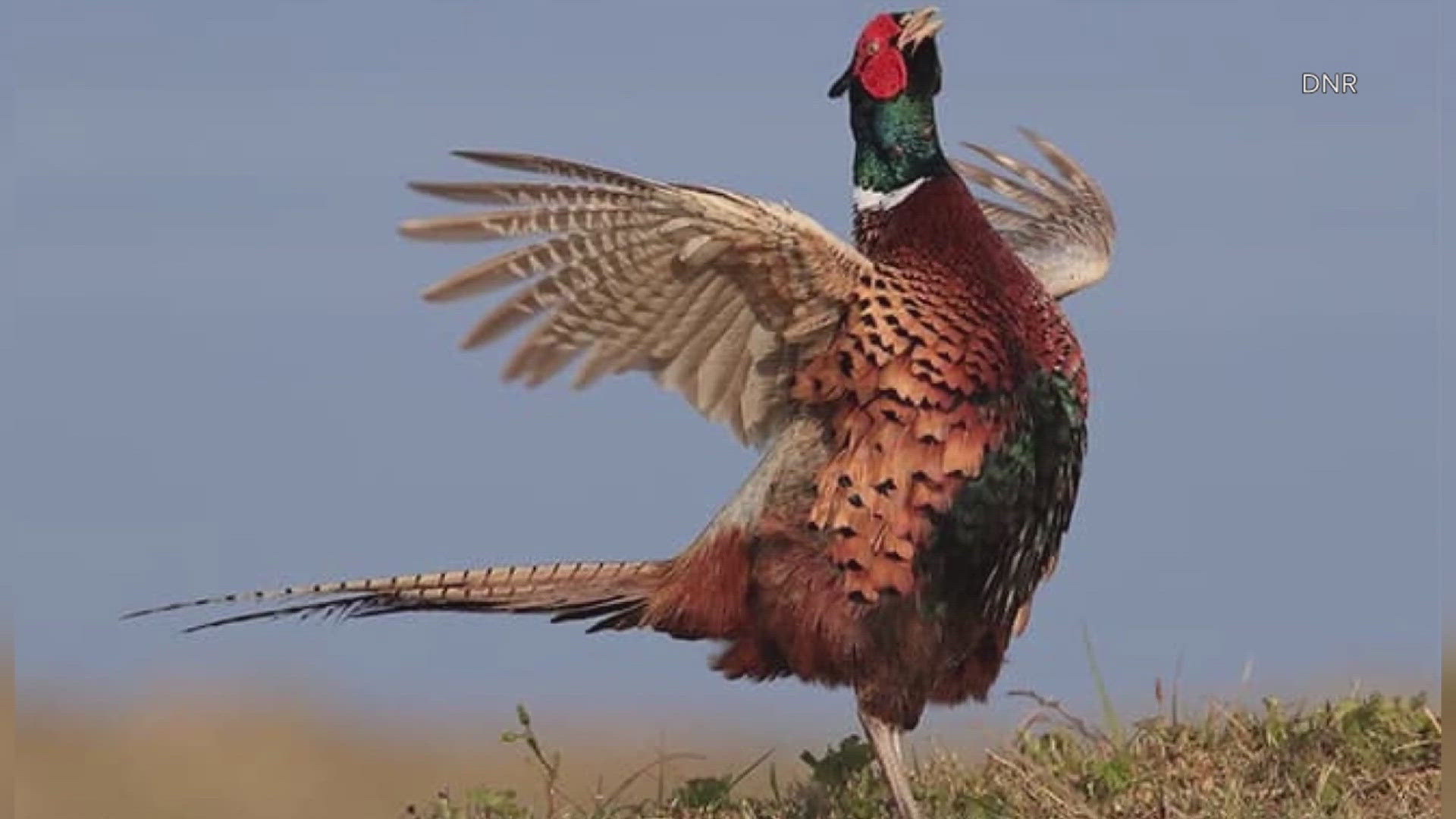 Iowa loses 10,000 acres of public hunting access ahead of pheasant season