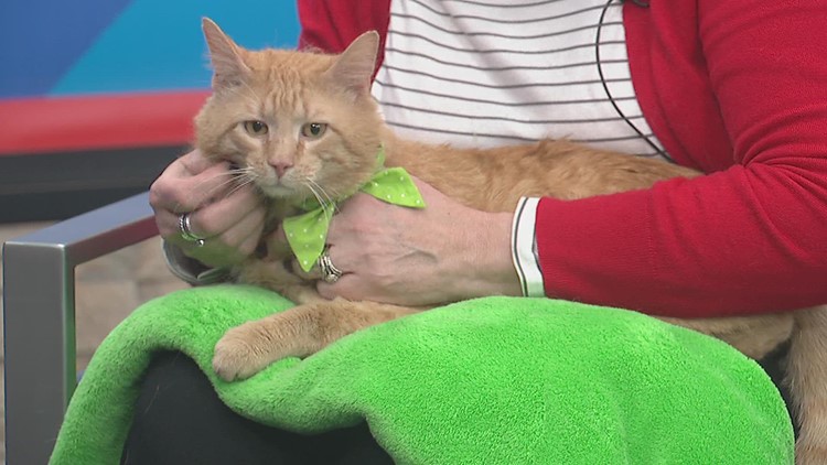 PET OF THE WEEK: Taz the Cat and Welcoming QCAWC Back to the WQAD Studios