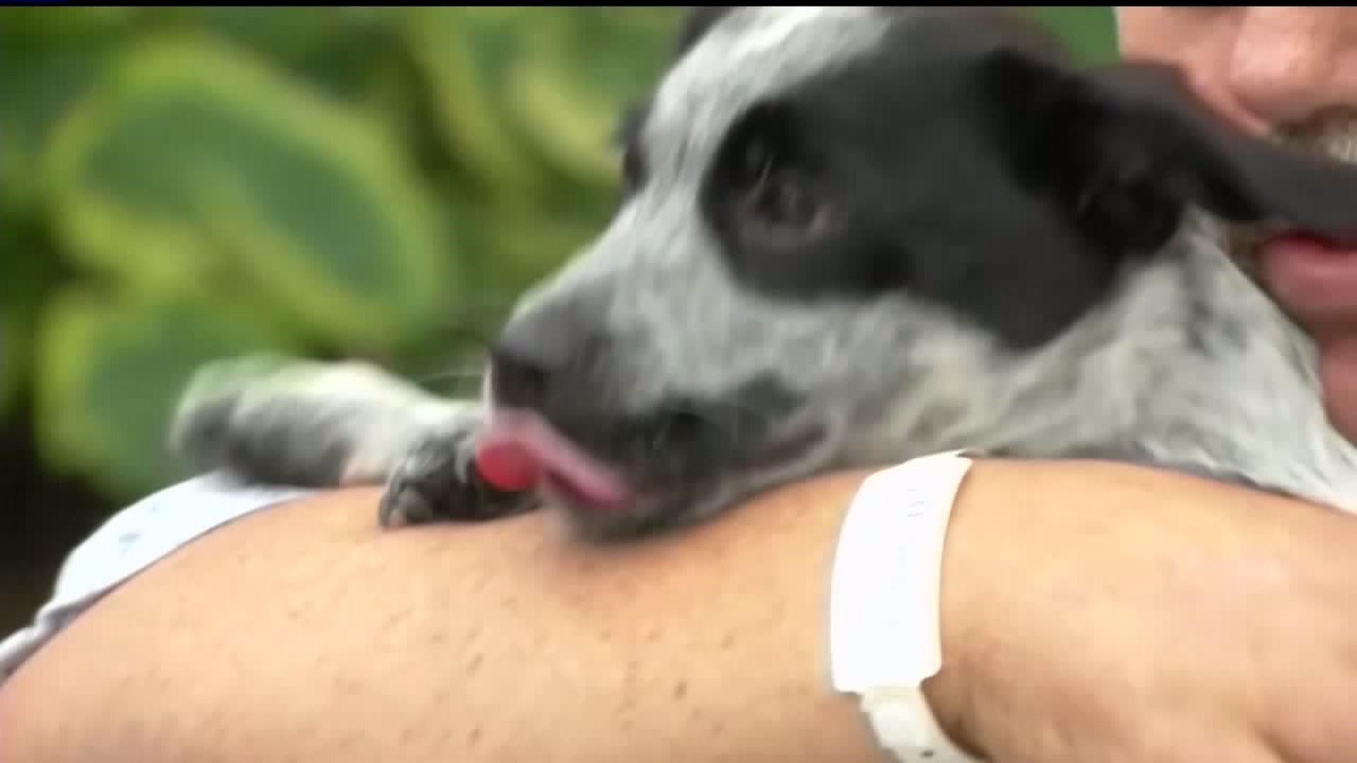 puppy reunited with truck driver after medical emergency