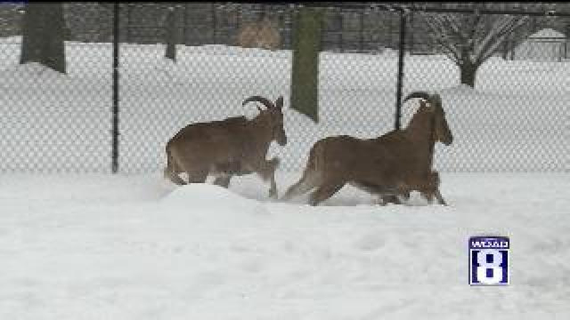 Zoo Continues to Operate Regardless of Snow