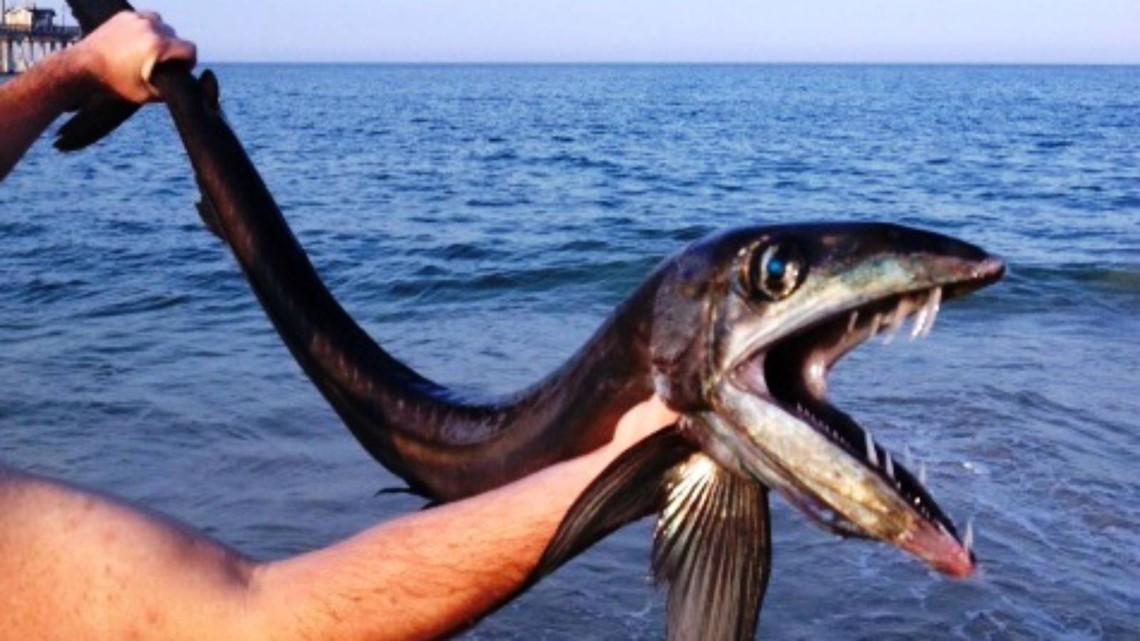 Rare and frightening footballfish washes up in California – again, Fish