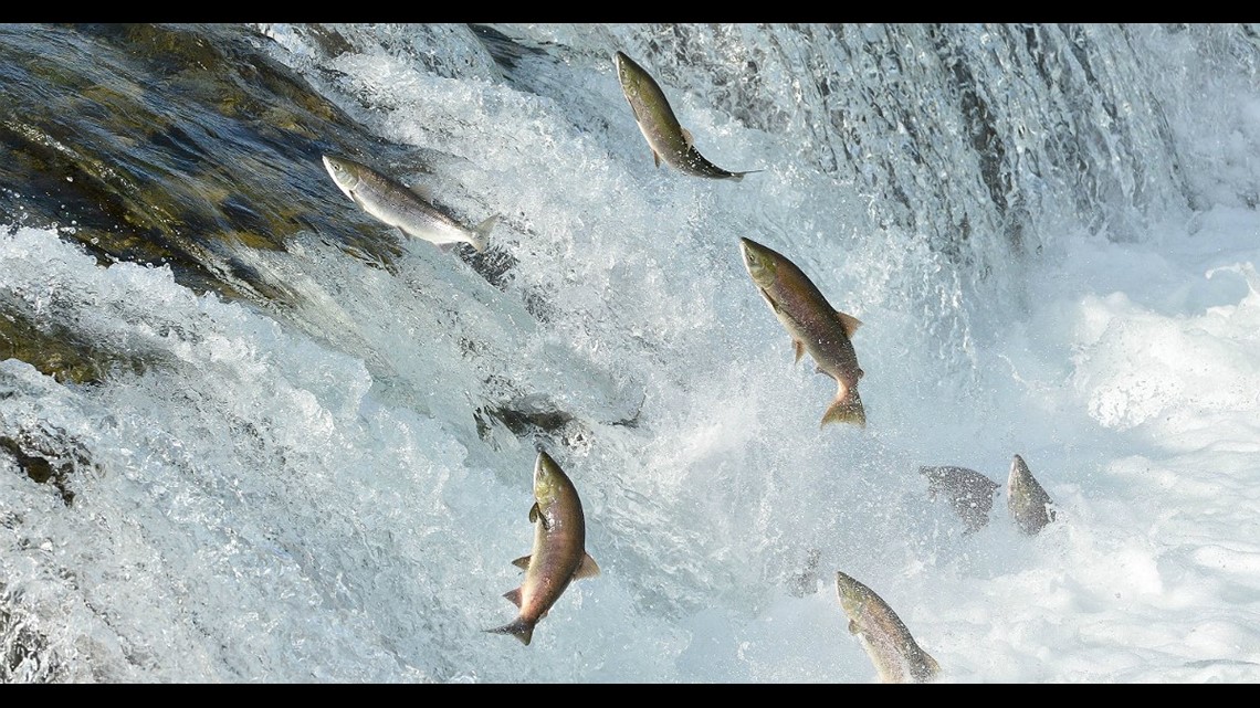 Fishermen catch 2 billionth sockeye salmon in Bristol Bay this year