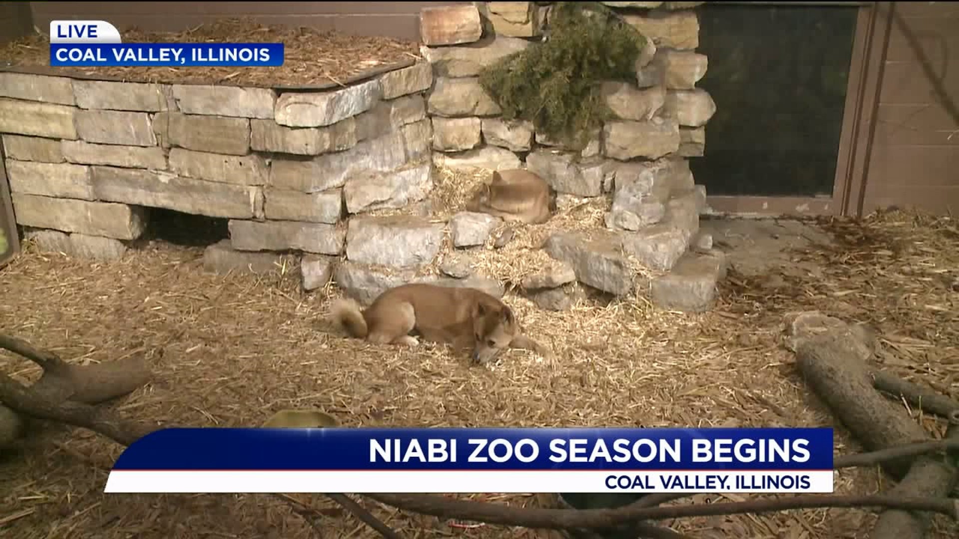 Niabi Zoo Shows Off New Singing Dogs Ahead of Opening Day