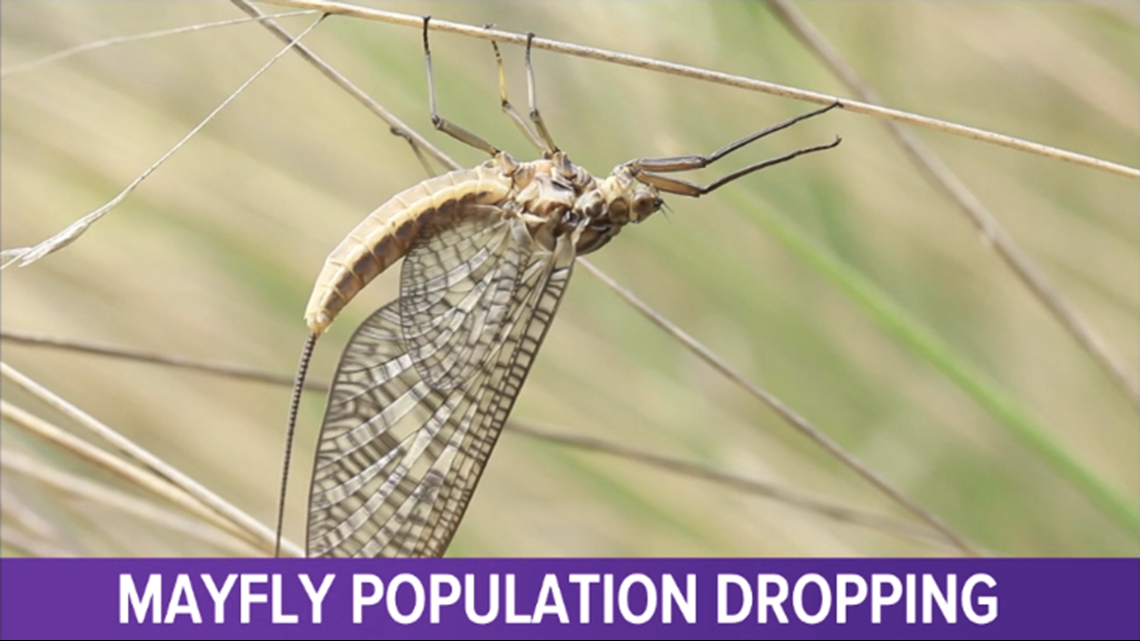 Dramatic drop in mayflies linked to Mississippi River pollution