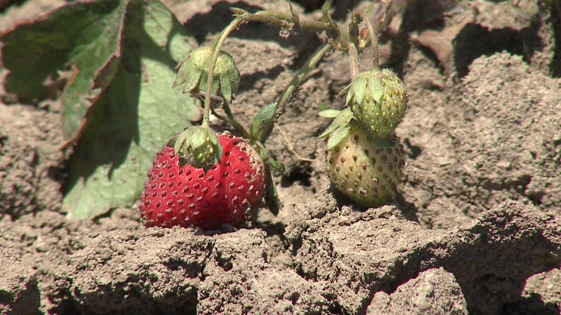 A tough early season for strawberries