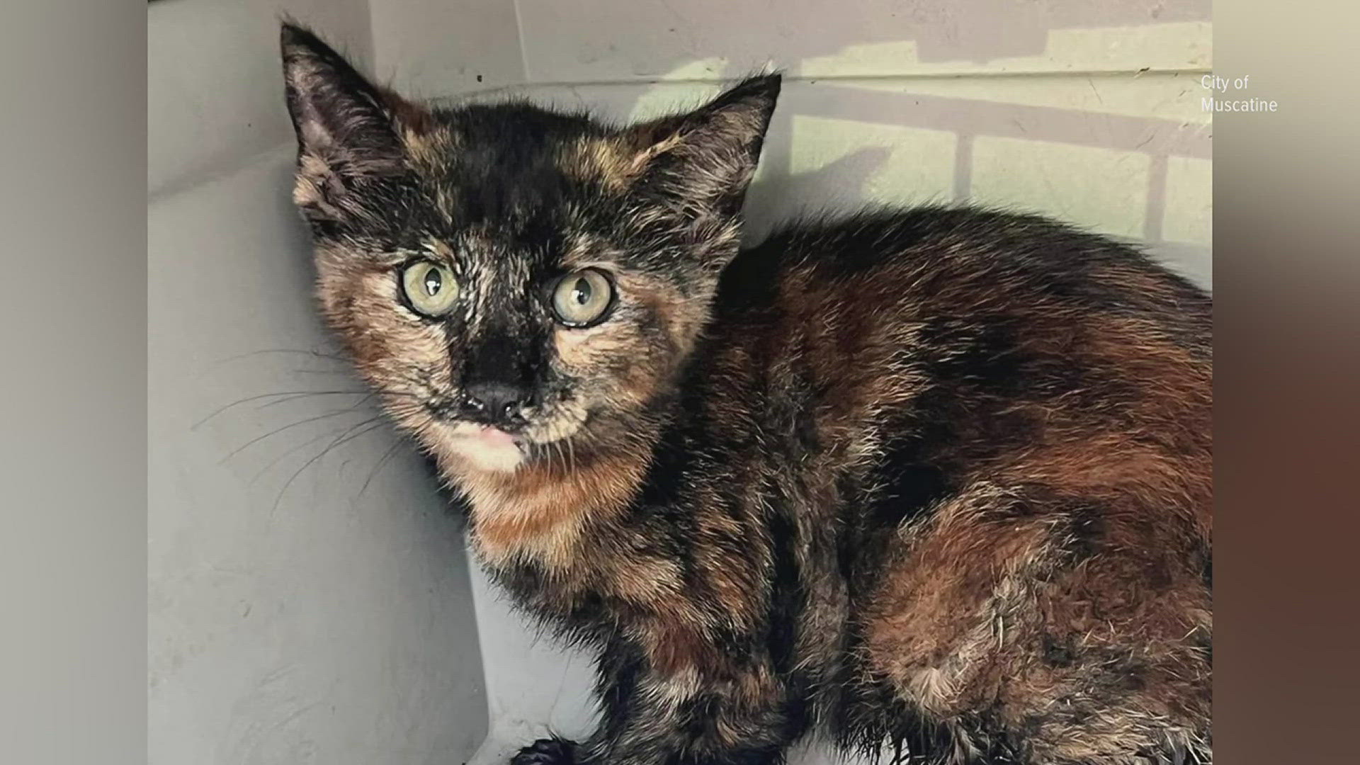 The kitten was discovered near the HNI Manufacturing Plant on Thursday.