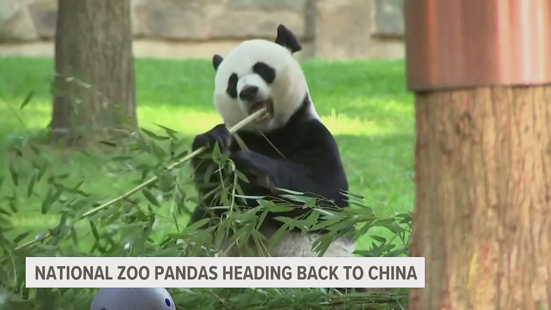 Only four pandas will remain in the United States, and they're located at the Atlanta Zoo.