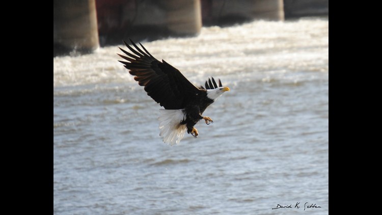 Lock and Dam 15 visitor center closed for Bald Eagle Days | wqad.com