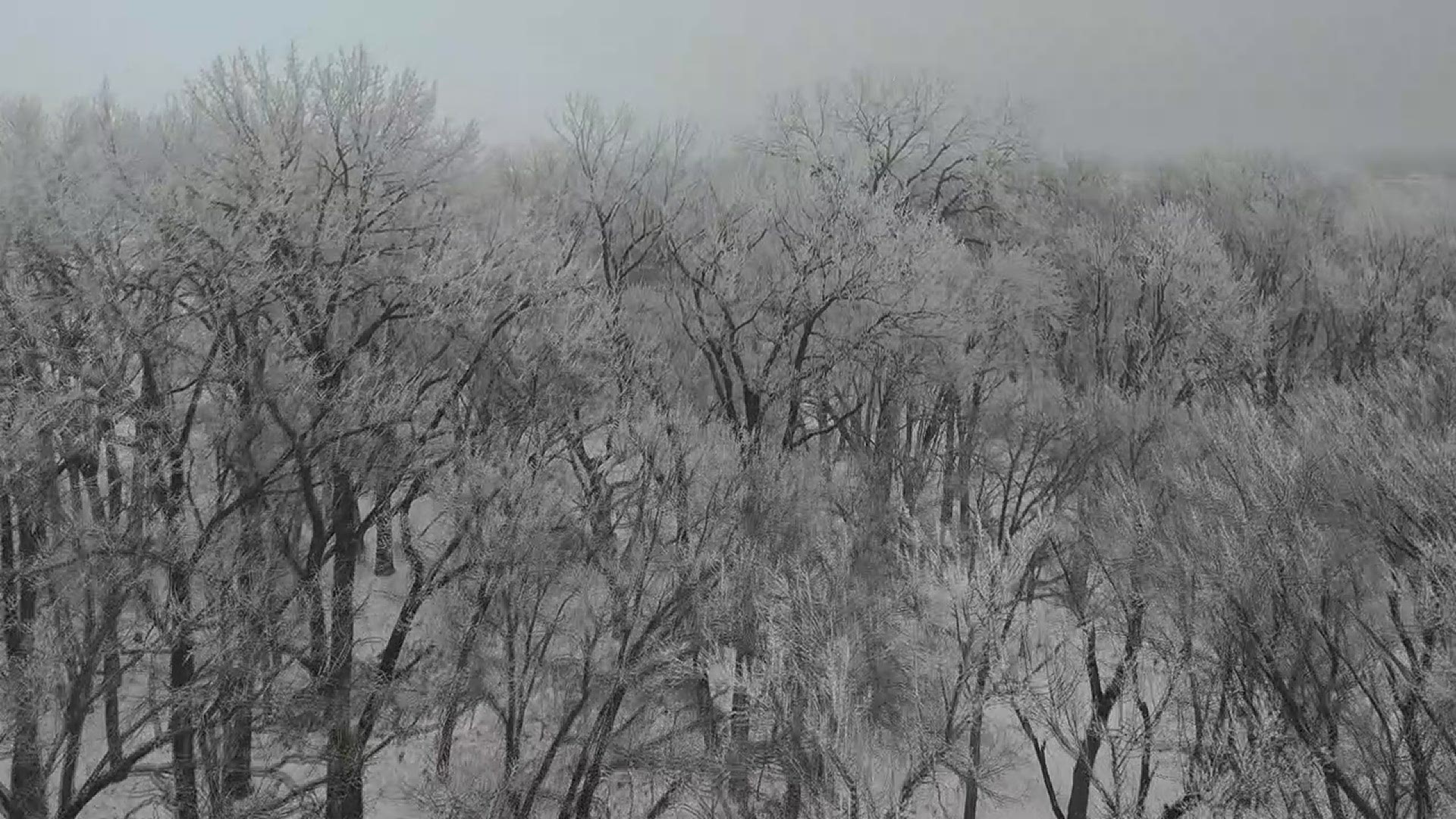 Rime ice forms when fog is present with temperatures below freezing.