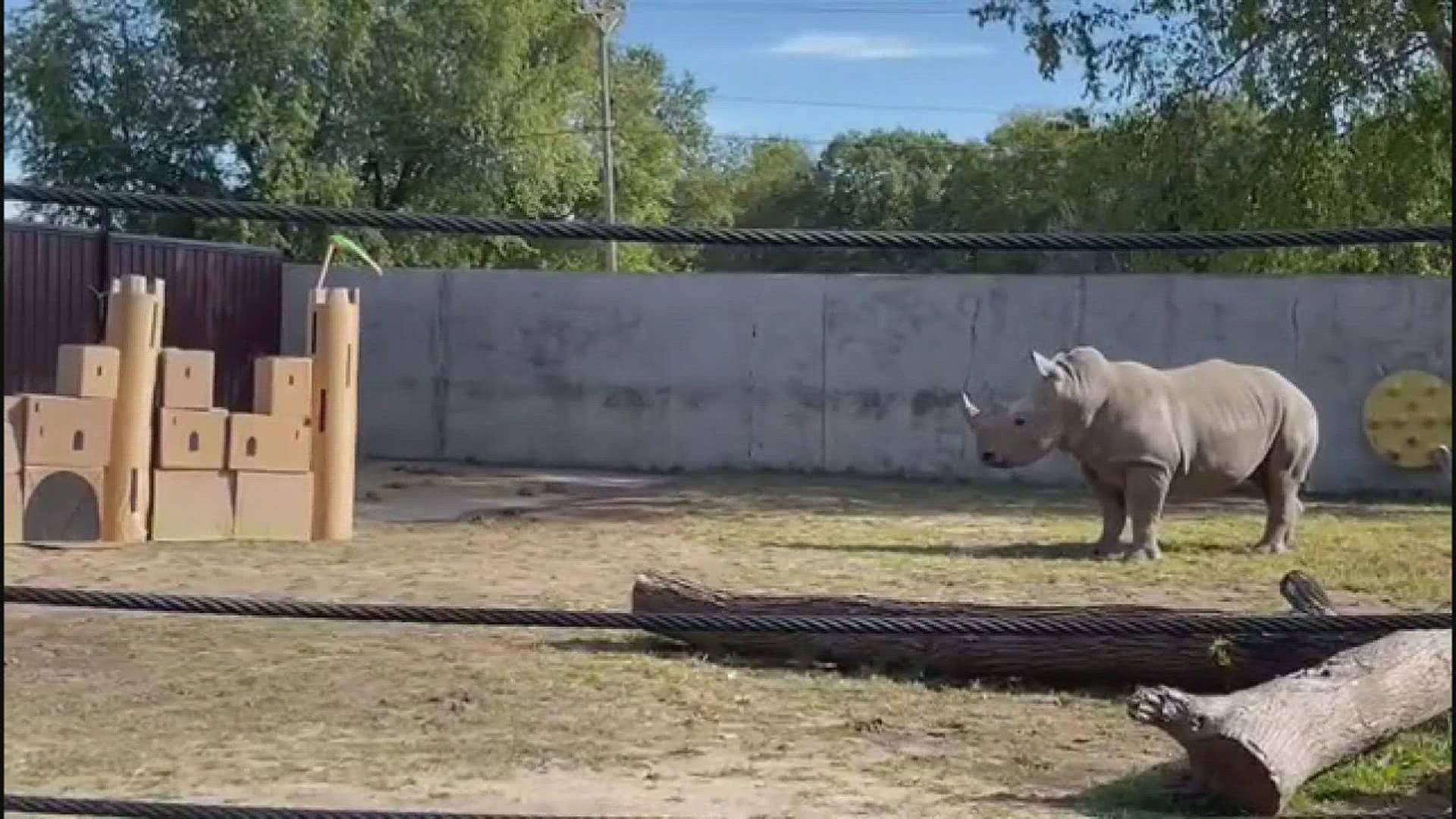 Niabi Zoo rhino surprised by new castle.