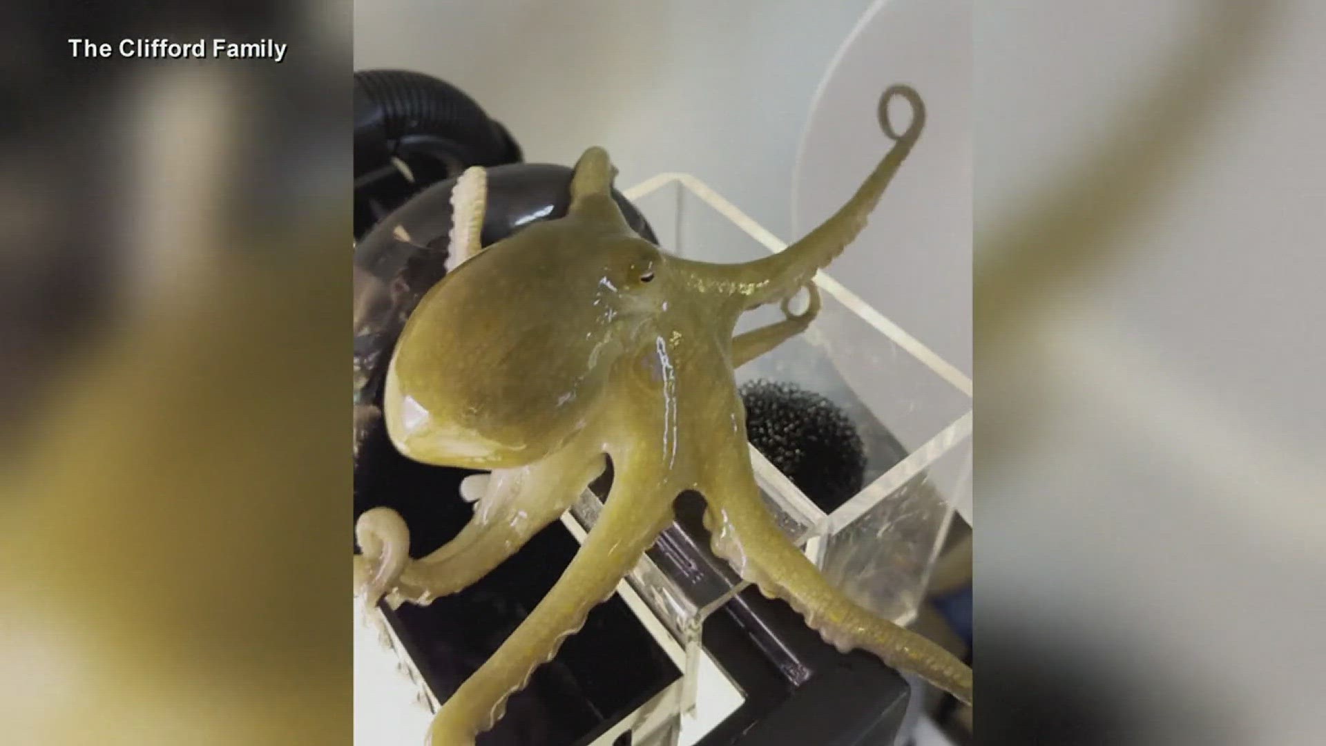 What started as a unique family pet grew into an octopus family. The parents were able to scoop up the young octopi and give them popular names like "Jay-Sea."