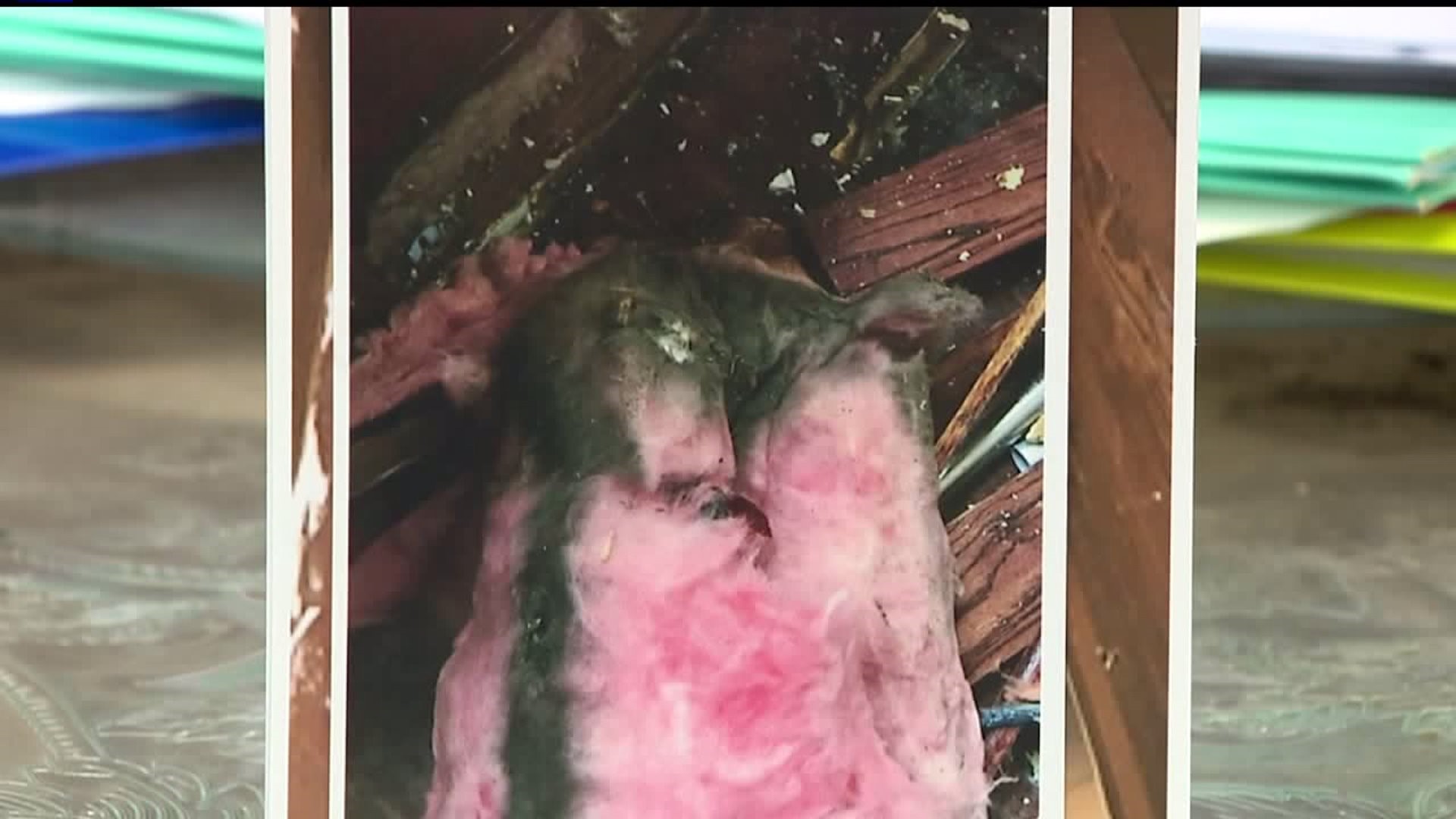 Toxic mold has Milan family frustrated with insurance company
