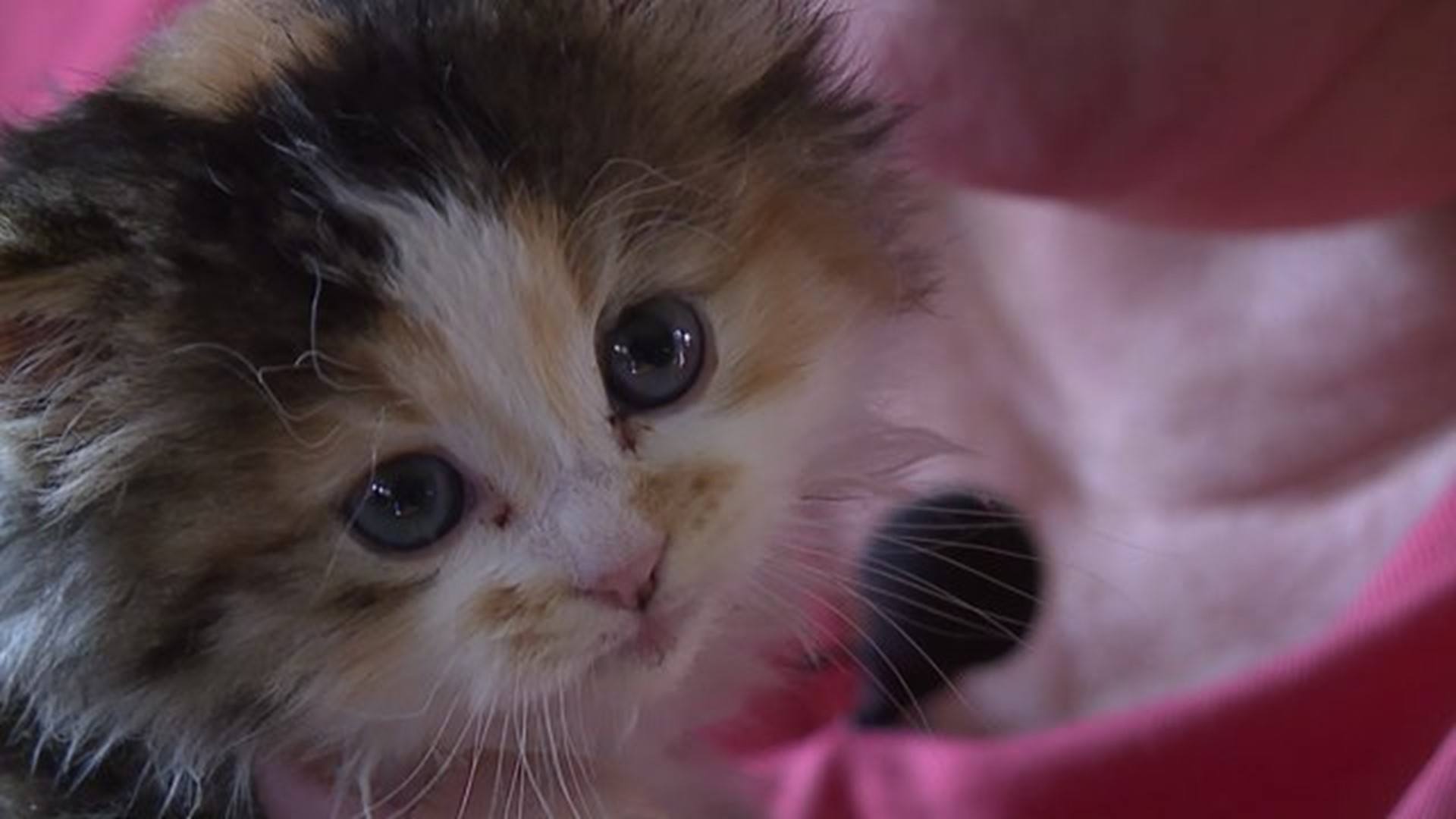 Kitten on Highway 61 Saved