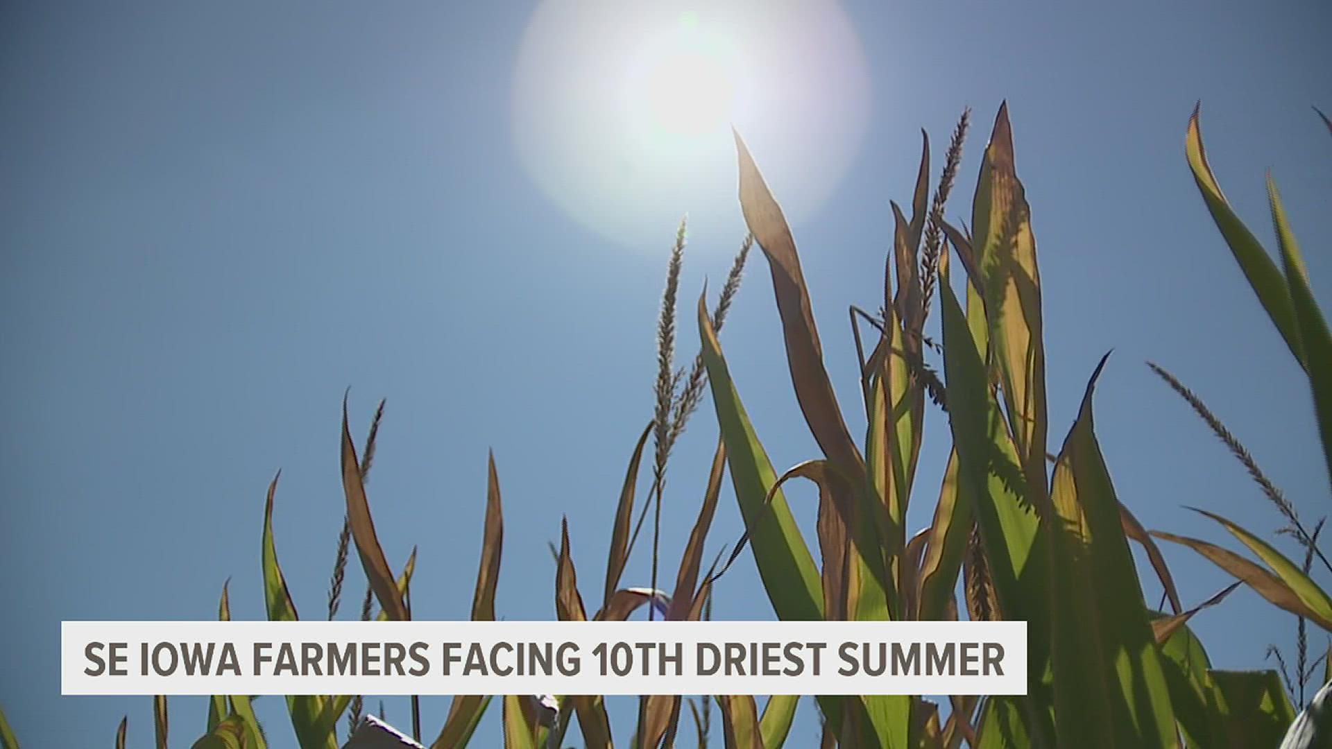 Parts of Southeastern Iowa are experiencing the 10th driest summer on record. But despite the low-moisture, local farmers aren't counting their crops out just yet.