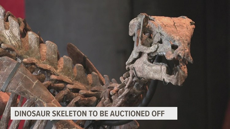 Dinosaur skeleton being auctioned off in Paris next month