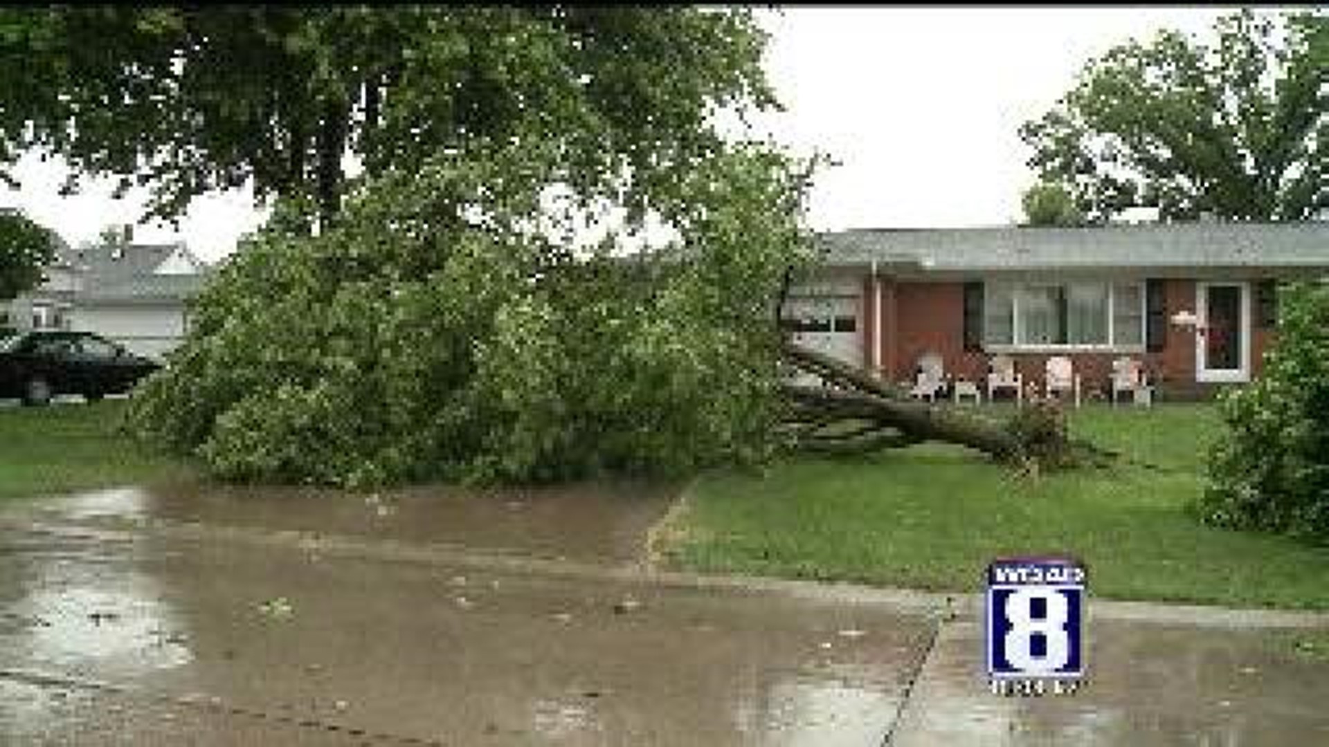 More than 100 trees damaged in Moline
