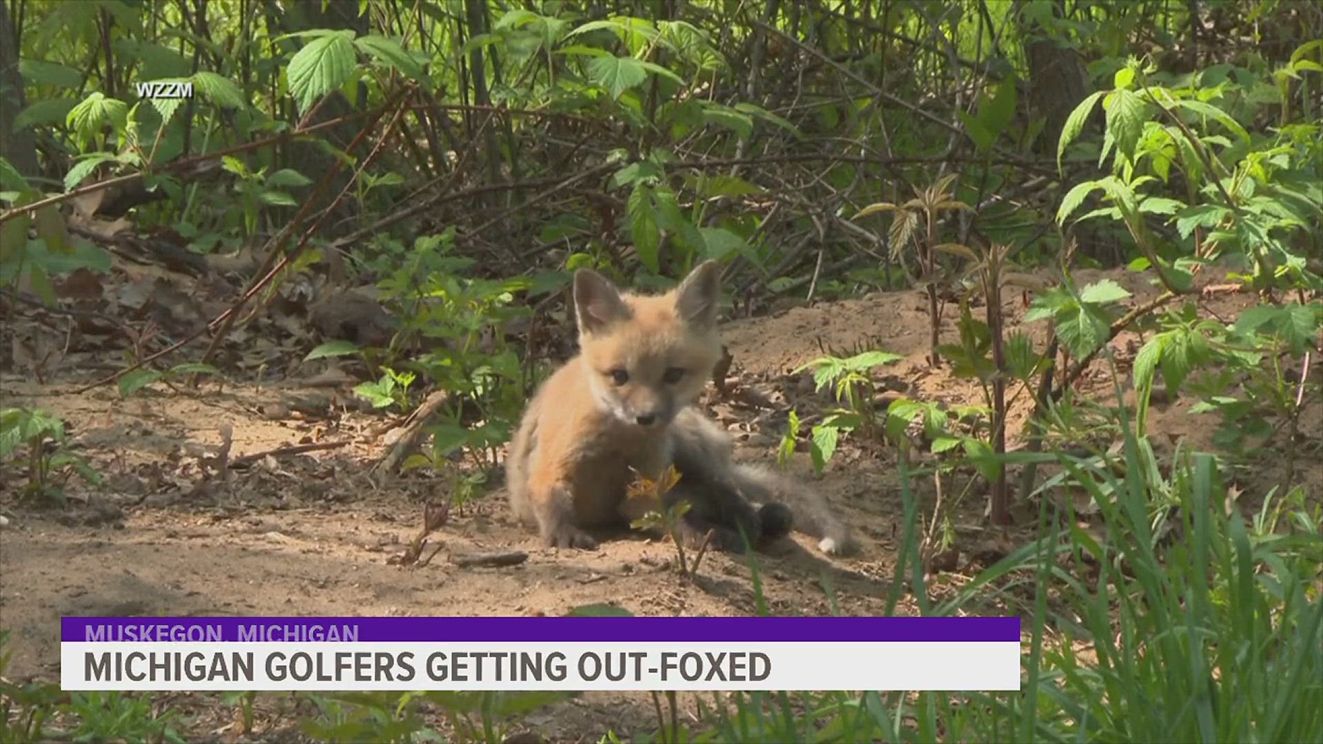 A Muskegon Community College golf course have had a problem with golf balls disappearing. A family of foxes were caught on camera stealing the balls.