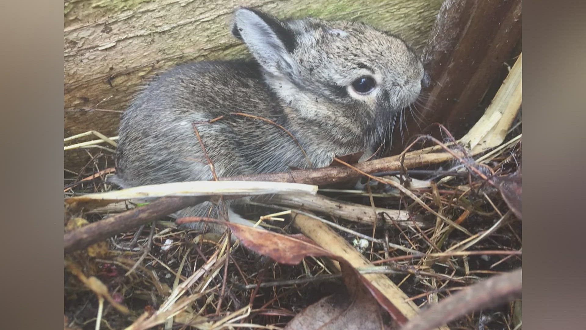 As more baby animals pop up, the Iowa DNR is encouraging you to leave them alone. Even if they appear orphaned and vulnerable, 'rescue' often results in death.