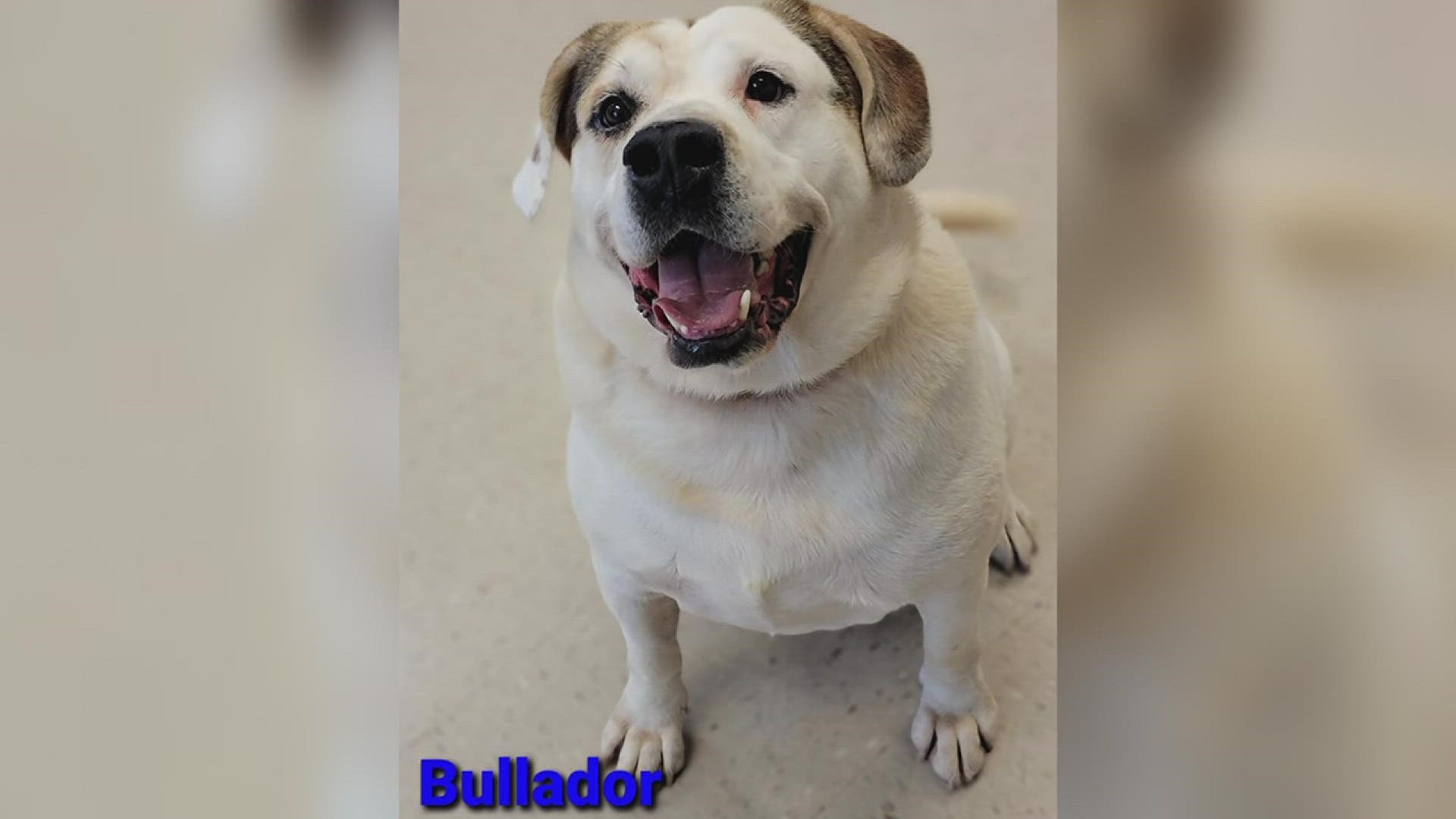 The Quad City Animal Welfare Center's Pet of the Week for Tuesday, November 30th, 2021 is Bullador!