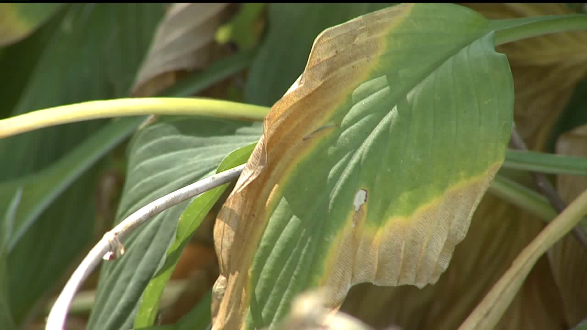 Dry weather conditions affecting plants