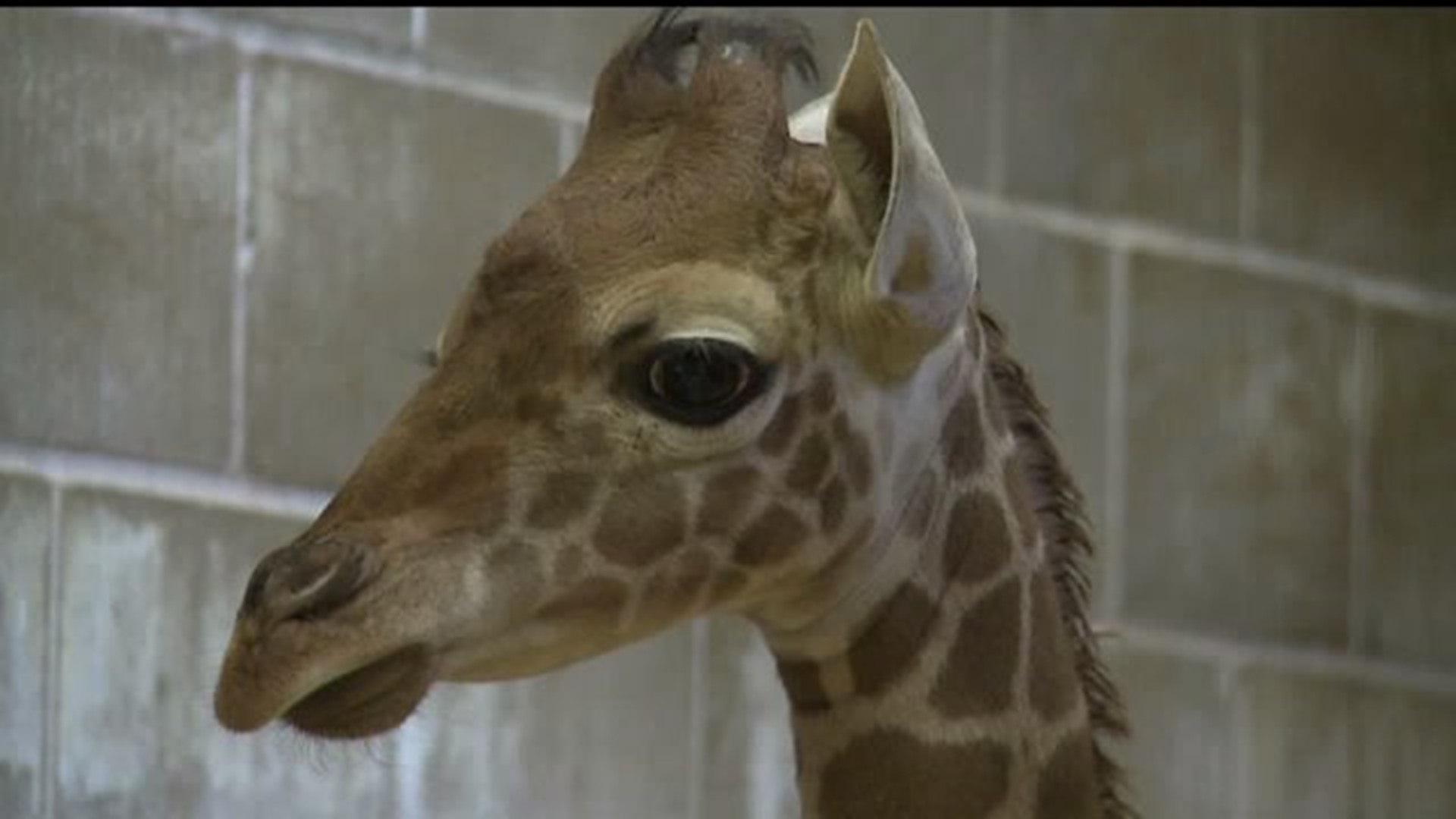 Baby giraffe gets its name