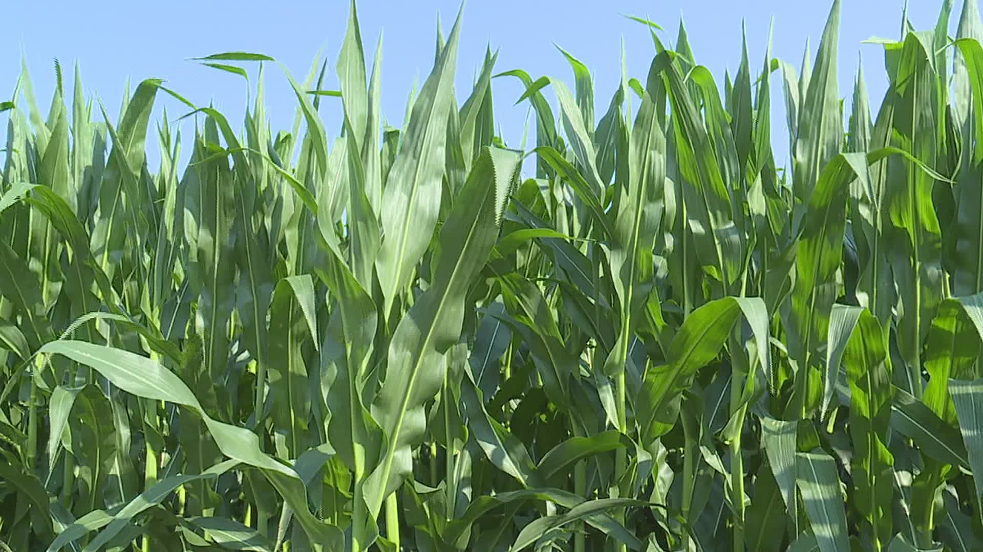 On farms out in Mercer County, corn crops are already taller than most people, despite an extreme-weather-filled June.