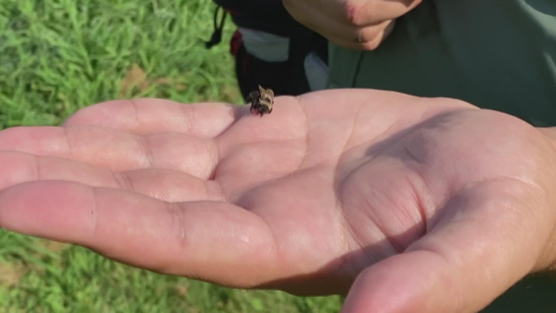 The Rusty Patch Bumble Bee was thought to be extinct in the Quad Cities region until they were spotted on zoo grounds in 2018. Since then, they've made a comeback.
