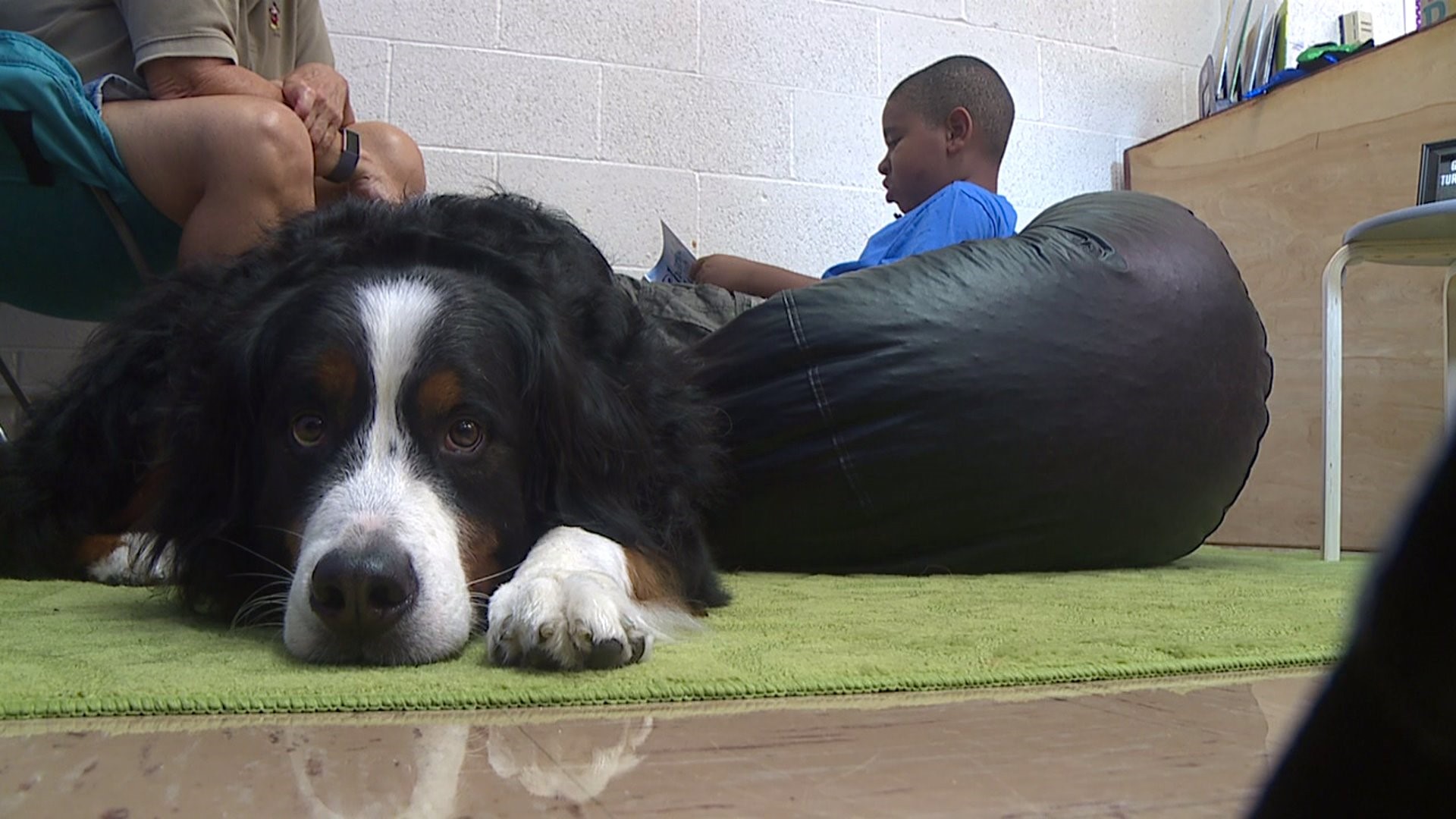 bernese mountain dog therapy dog