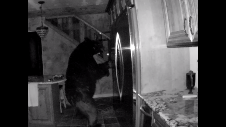 Wildlife Officers Forced To Euthanize Bear That Broke Into Colorado Springs Home Wqad Com