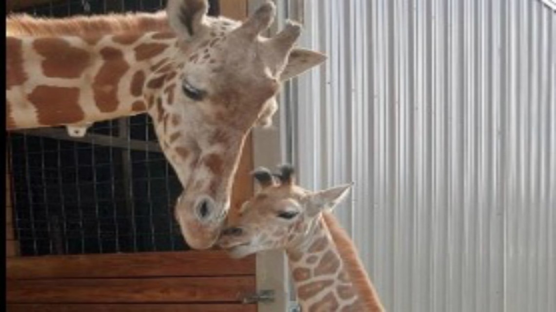 It’s official April the giraffe’s new baby has a name!