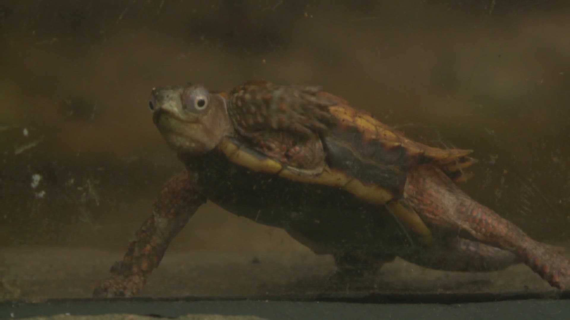 Families who attended the Blank Park Zoo over the weekend learned more about "Blanding's Turtles," an endangered species native to the upper Midwest.