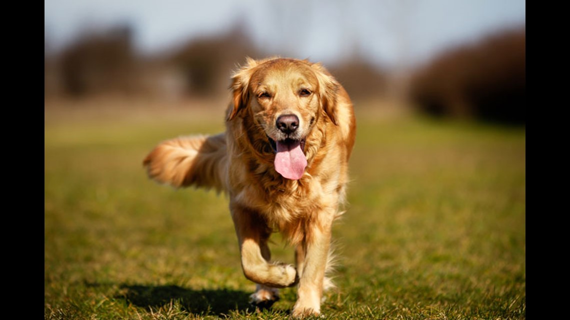 Top 15 best dogs for your home