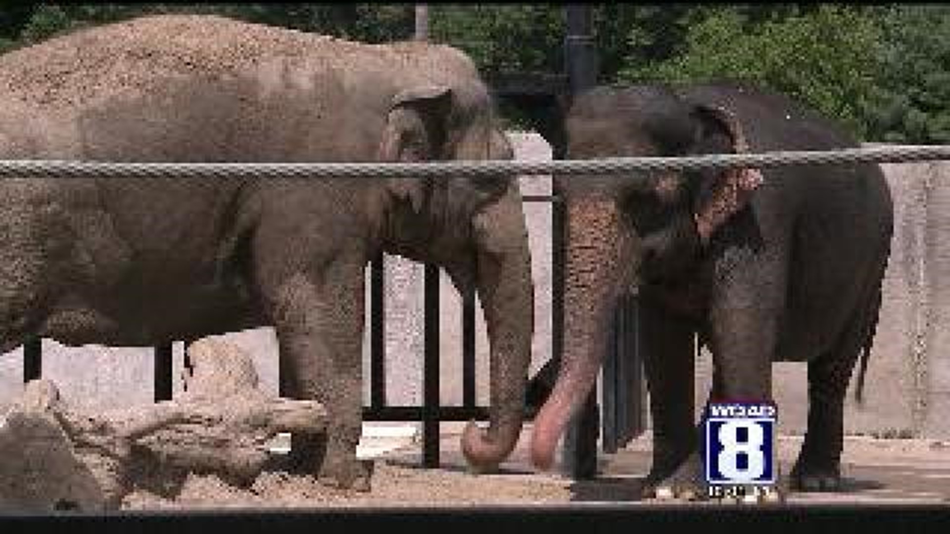 Elephants to leave Niabi Zoo